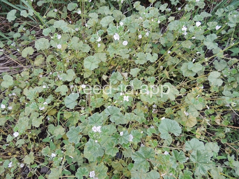 mallow, common